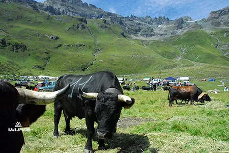 Vatailles de Reines en Vallée d'Aoste