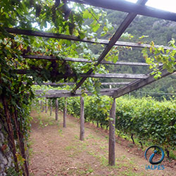 Vignobles de la basse vallée d'Aoste, Italie