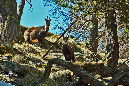 Chamois parc du Grand Paradis