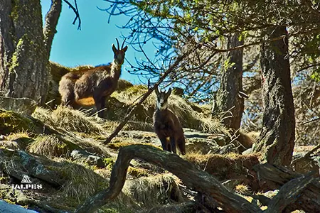 Chamois parc du Grand Paradis