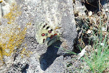 Jardin alpin Paradisia, Apollon