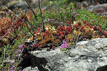 Jardin alpin espaces sensibles vallée d'Aoste, Italie