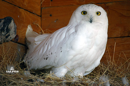 Parc animalier d'Introd, Vallée d'Aoste
