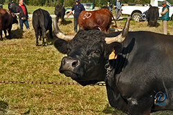 Vache race Valdostana